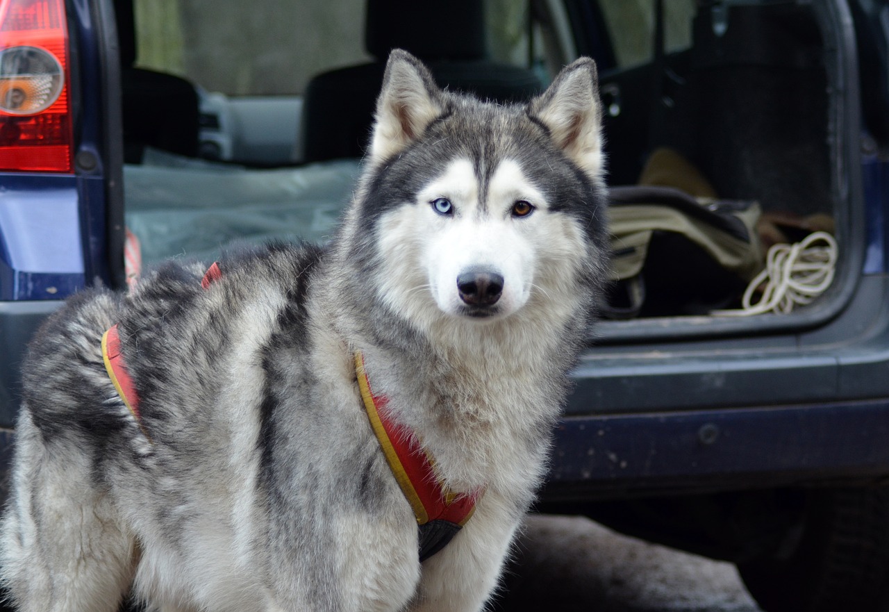 The Unique Features of the Alaskan Malamute